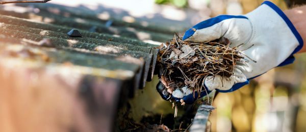 Pine Needle Gutter Cleaning in North Canton